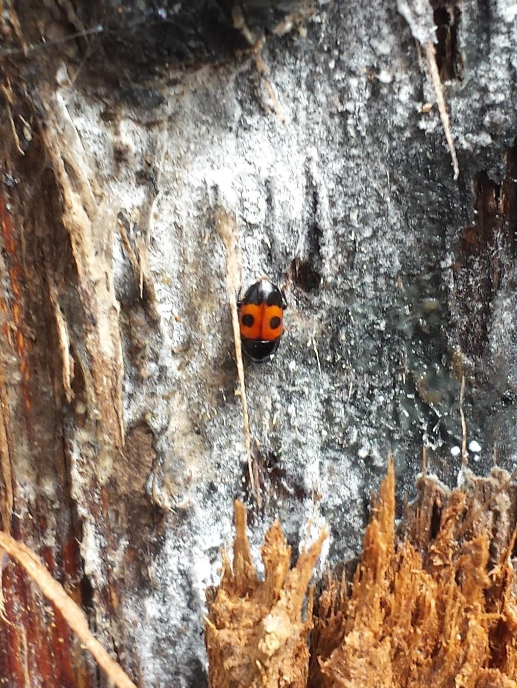 A tiny sap beetle feeding on the bark of a tree trunk.
